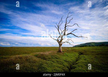 La palude di sale di Porlock si trova dietro un lungo crinale di ghiaia che forma Porlock Bay. Nel 1996 una tempesta violò il crinale di ghiaia, inondendo la palude bassa Foto Stock