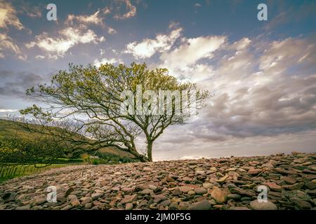 Someret Coatline albero su una spiaggia di ciottoli al tramonto Foto Stock