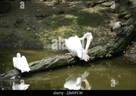 Un focus selettivo di pellicani allo zoo di Taipei, Taiwan Foto Stock