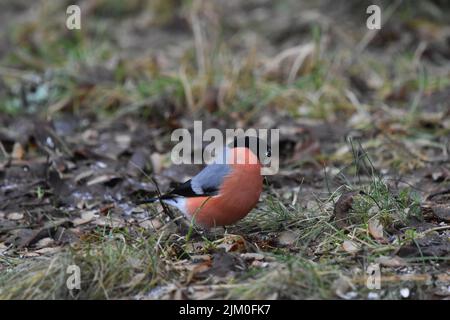 un primo piano di uccello rosso a terra Foto Stock