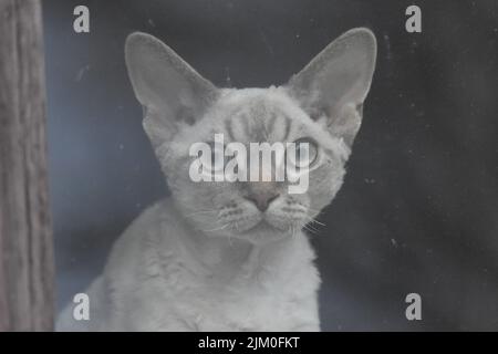 un primo piano di gatto arancione in scala di grigi Foto Stock