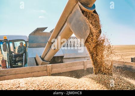 Grano grano grano raccolto in Ucraina, un importante fornitore di grano alimentare in tutto il mondo. Grano dorato che è preparato per trasporto e deposito. Foto Stock