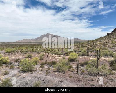 Una vista di un deserto con cactus in una giornata di sole in Arizona Foto Stock