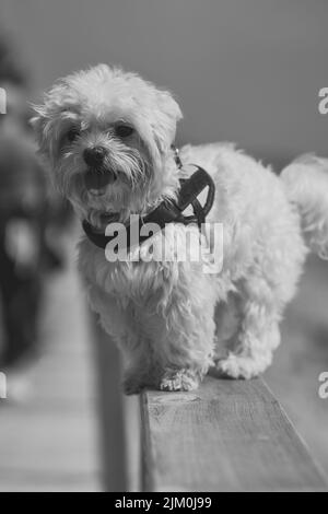 Un bichon maltese sulla spiaggia di Oropesa del mar a Castellon Spagna Foto Stock