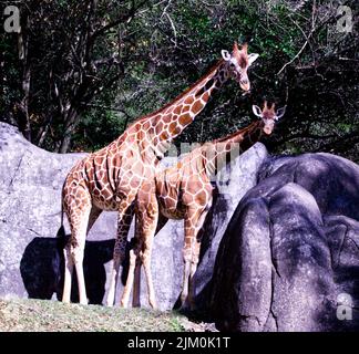 Un paio di giraffe in piedi di fronte a enormi rocce sotto una giornata di sole Foto Stock