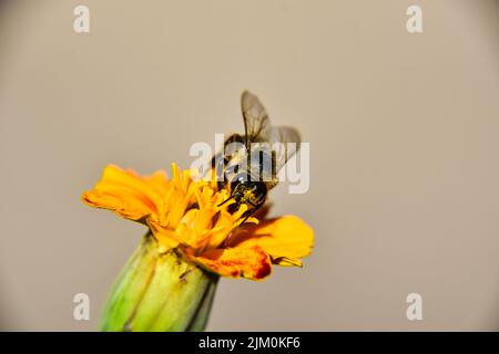 Un primo piano di un'ape che raccoglie nettare da un fiore d'arancio alla luce del sole con sfondo sfocato Foto Stock