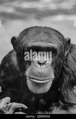 Un primo piano verticale in scala di grigi dello scimpanzé, Pan Troglodytes. Ritratto animale. Foto Stock