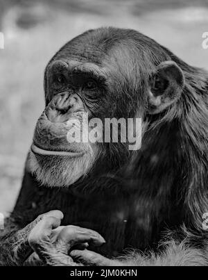 Un primo piano verticale in scala di grigi dello scimpanzé, Pan Troglodytes. Ritratto animale. Foto Stock