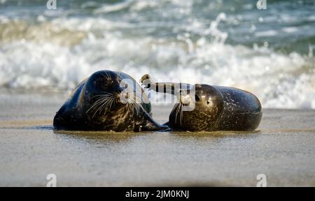 Una bella foto di due carine foche del porto che giocano su una spiaggia sabbiosa acqua pulita con un cielo sfocato Foto Stock