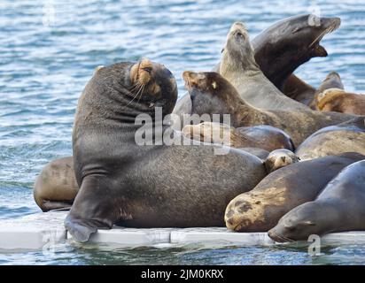 Un primo piano di un gruppo di leoni marini su un fondo d'acqua sfocato Foto Stock