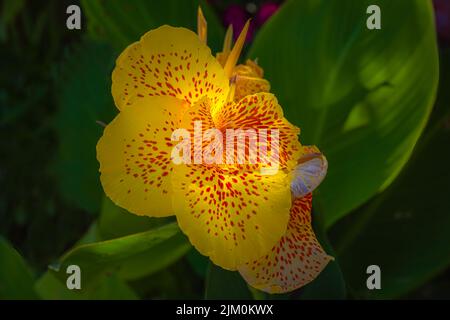 UN ORCHIDEA GIALLA E ARANCIONE CON FOGLIE DI VERDE CHIARO SFOCATE SULLO SFONDO Foto Stock