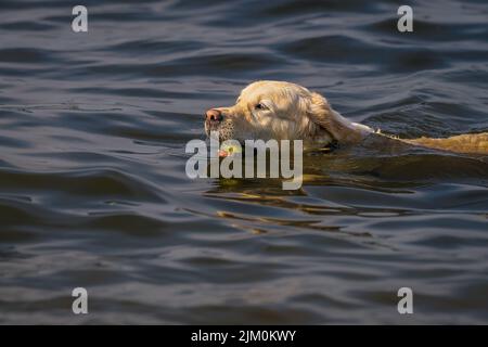 UN GOLDEN RETRIEVER NUOTANDO IN UN LAGO CON UNA PALLA DA TENNIS IN BOCCA A MERCER ISLAND WASHINGTON Foto Stock