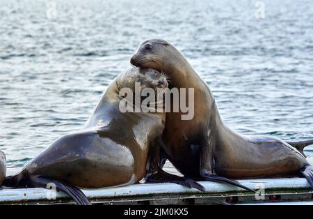 Un primo piano di due adorabili leoni marini che si abbraccia su un fondo d'acqua sfocato Foto Stock