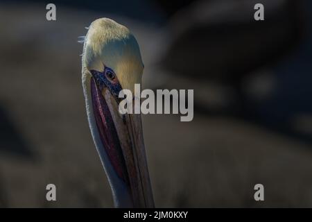 PRIMO PIANO SCATTO DI UN PELICAN MARRONE MATURO CON UN OCCHIO LUMINOSO E UNO SFONDO SCURO SFOCATO A LA JOLLA CALIFORNIA Foto Stock