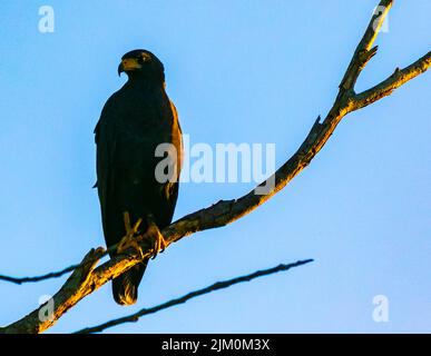 Un falco nero comune arroccato su un albero su uno sfondo blu Foto Stock