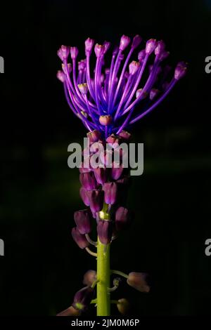 Bellissimo fiore selvatico conosciuto come Silverrod, personale reale, Asphodelus ramosus Foto Stock