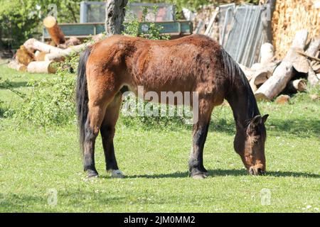 Primo piano di un cavallo bruno che pascola su erba verde in un terreno agricolo in una giornata di sole in Baviera, Germania Foto Stock