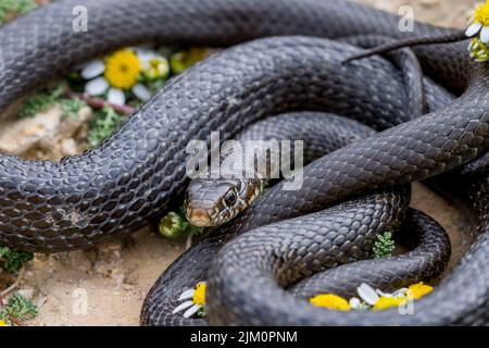 Primo piano macrofotografia di serpente di frusta occidentale nera, Hierophis viridiflavus, che si crogiola nei pressi di una pianta di camomilla del Mar Maltese, Anthemis urvilleana. Malta. Foto Stock