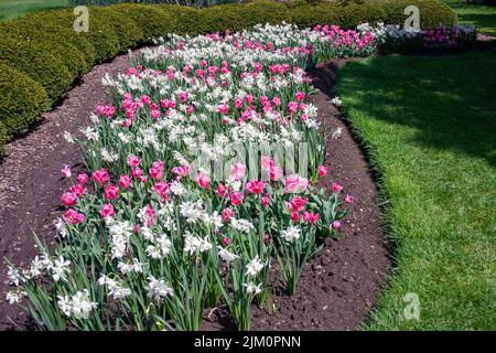 I tulipani rosa e le narcisi bianche nel giardino. Foto Stock