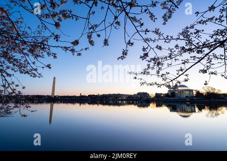 Una foto all'alba di un ramo fiorito di ciliegi al Tidal Basin con il Jefferson Memorial e il Washington Monument sullo sfondo. Foto Stock
