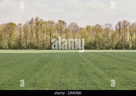 Il campo ai margini della foresta in estate Foto Stock