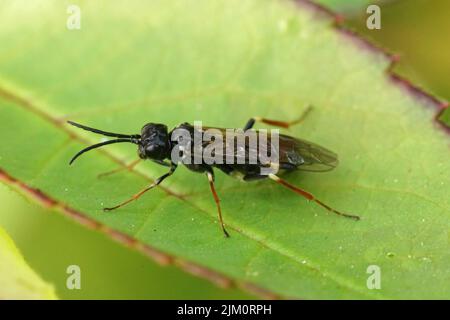 Closeup su una mosca di rosa arricciata o bianca, Allantus celtus seduto su una foglia della sua pianta ospite nel giardino Foto Stock