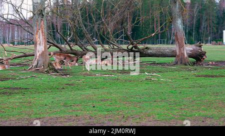 Una giornata estiva intensa in una foresta con un branco di cervi che cammina intorno e si adagia sull'erba lussureggiante Foto Stock