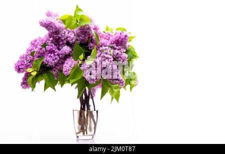 Bel bouquet primaverile di lilla viola in un vaso di vetro trasparente isolato su sfondo bianco. Foto di alta qualità Foto Stock