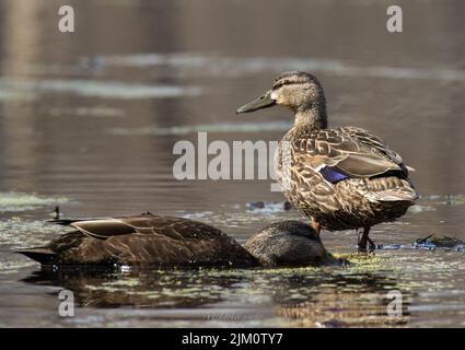 Due anatre nuotano in un lago di giorno Foto Stock