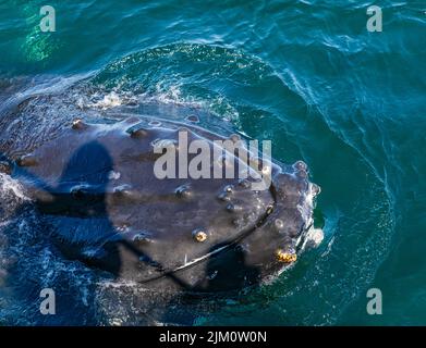 Una Whale Humpback pokes la sua testa fuori dall'acqua mostrando i granai che crescono sulla pelle della sua testa durante un viaggio di avvistamento delle balene nell'Oceano Pacifico vicino Foto Stock