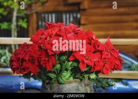 Un primo piano di bellissimi fiori rossi poinsettia in un giardino Foto Stock