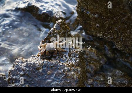 Un primo piano di un piccolo granchio su una roccia bagnata in un lago Foto Stock