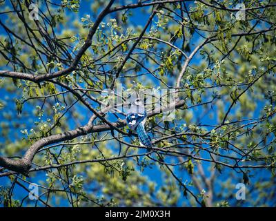 Una vista di una bella Jay blu su un albero in una foresta Foto Stock