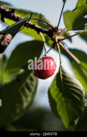 Un colpo verticale di ciliegia rossa su un albero sotto la luce del sole Foto Stock
