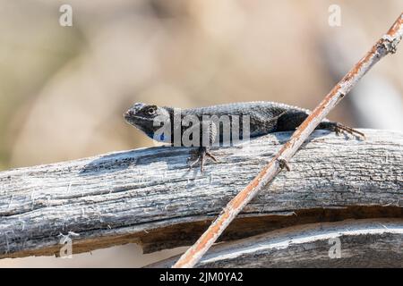 Una lucertola di recinzione occidentale nella valle di Washoe, Nevada, Stati Uniti Foto Stock