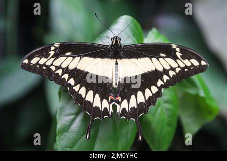 Primo piano di una farfalla di coda di rondine gigante (Papilio cresphontes) su una foglia verde Foto Stock