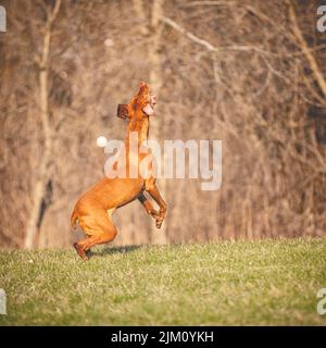 Un selettivo di un cane vizsla che gioca in un parco Foto Stock
