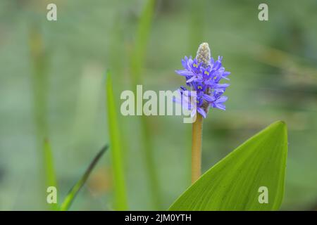 Infiorescenza blu porpora di alghe (Pontederia cordata), pianta acquatica, cresce in una varietà di zone umide, sfondo verde sfocato con spazio copia Foto Stock