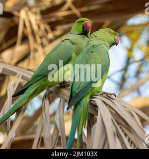Un bel colpo di un paio di parakeet rosato arroccato su una facciata di palma secca nel giardino in una giornata di sole con sfondo sfocato Foto Stock