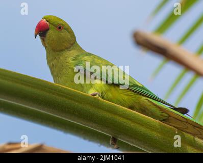 Una bella foto di un parakeet rosato arroccato su una palma verde fronte contro il cielo blu in una giornata di sole Foto Stock