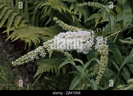 Buddleia bianco Foto Stock