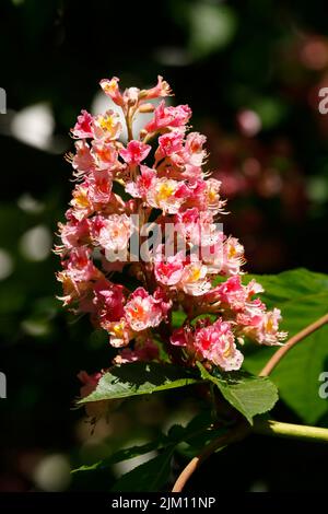 Fiori di castagno rosso su rami d'albero, Germania Foto Stock