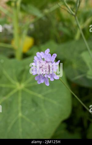 Scabiosa columbaria in fiore Foto Stock