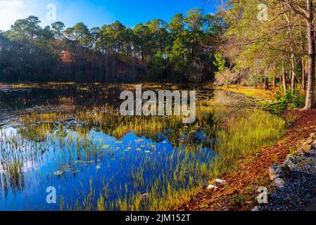 St. Marks National Wildlife Refuge all'alba in Florida Foto Stock