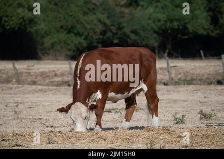 Dorney, Buckinghamshire, Regno Unito. 4th Agosto 2022. Una mucca grazza su quello che dovrebbe essere fieno invernale lasciato fuori da un agricoltore. Comune di Dorney nel Buckinghamshire. Le settimane successive, senza pioggia e senza previsioni per il prossimo futuro, la mancanza di pioggia sta diventando molto grave per la comunità agricola. Credit: Maureen McLean/Alamy Live News Foto Stock