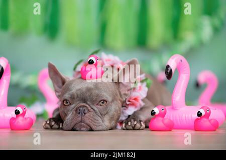 Cane Bulldog francese con flamingo giocattolo rosa in gomma sulla testa e ghirlanda di fiori tropicali di fronte a sfondo verde Foto Stock