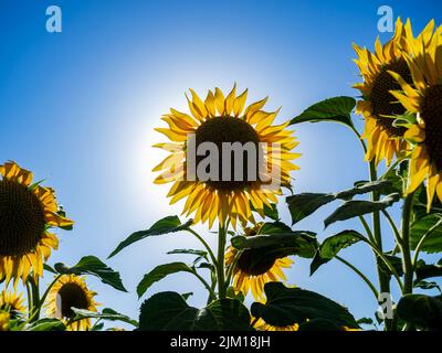 Campo di girasoli in provincia di Cadice Foto Stock