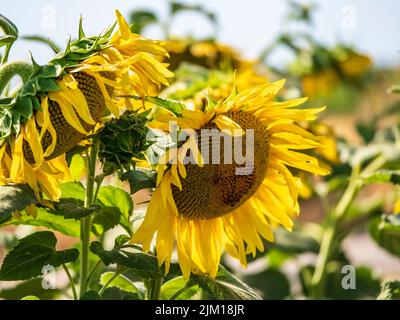 Campo di girasoli in provincia di Cadice Foto Stock