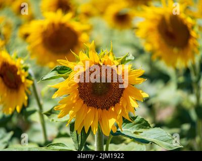 Campo di girasoli in provincia di Cadice Foto Stock