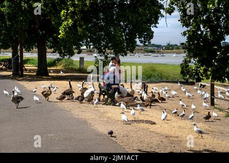 FAMIGLIE E BAMBINI SI SIEDONO TRA I CIGNI E LE ANATRE DELLE OCHE ALLE PARETI MISTLEY Foto Stock